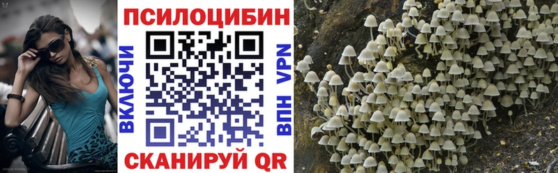 Купить где  Новошахтинск  Галлюциногенные грибы Cubensis 